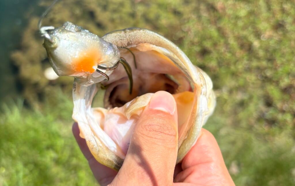 A bass with a Jackall Kaera in its mouth.