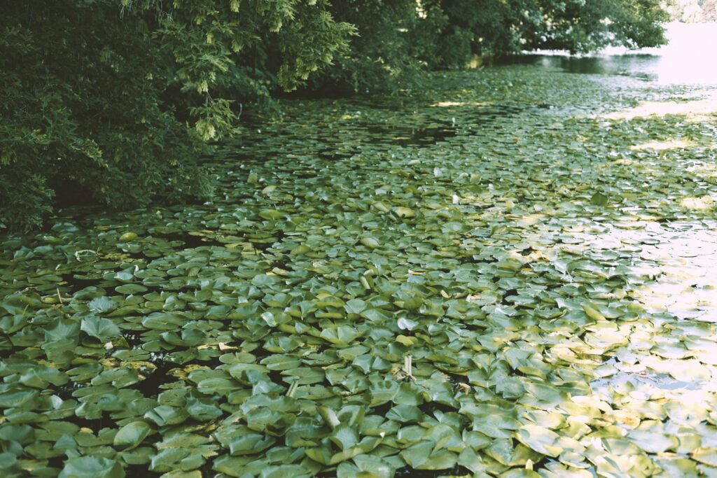 Photo by Bruno Guerrero on Unsplash
"A calm pond covered in green lily pads, with trees casting shadows over the water."