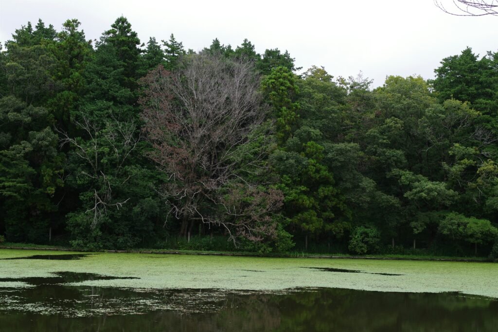 Photo by Naoki Suzuki on Unsplash. A calm body of water bordered by lush trees, with a few bare branches standing out.