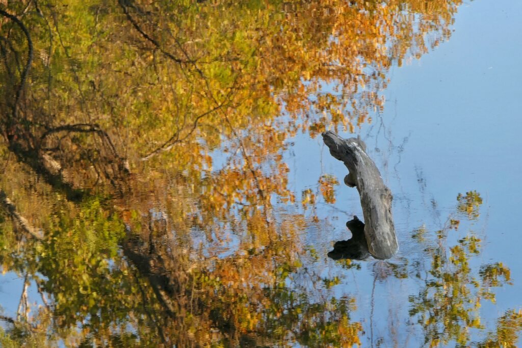 Photo by Patti Black on Unsplash. A tree branch juts from calm water, reflecting autumn foliage in vibrant colors.